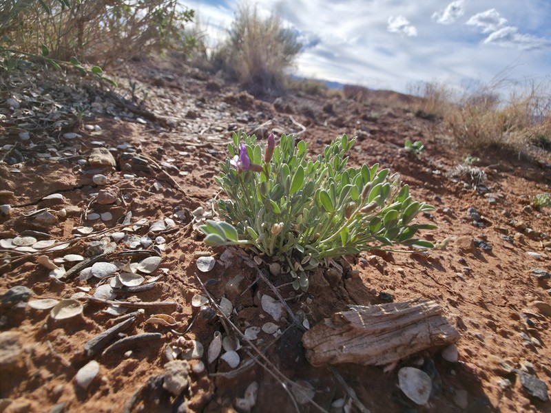 Astragalus calycosus var. calycosus photo 2