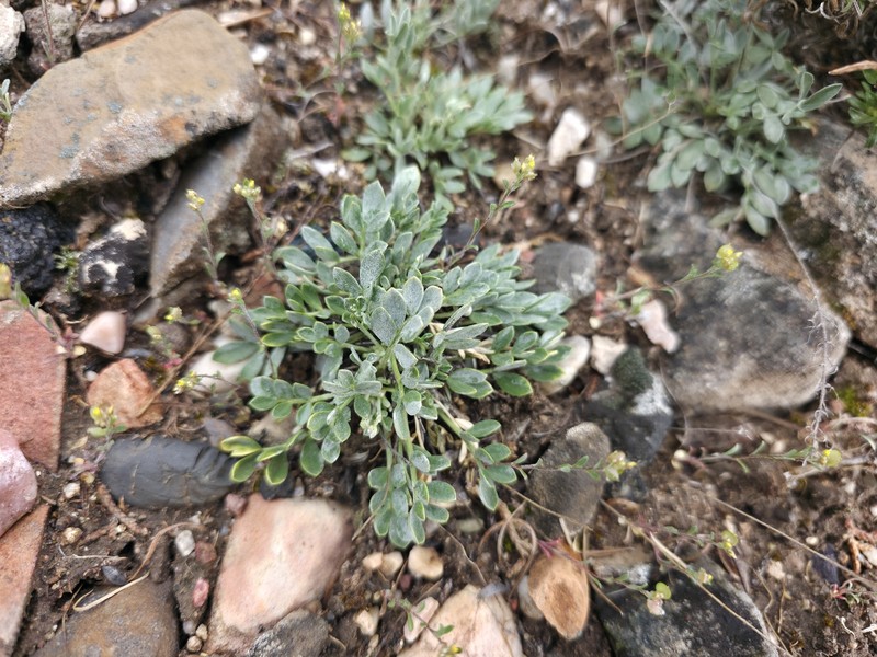 Astragalus calycosus var. calycosus photo 4