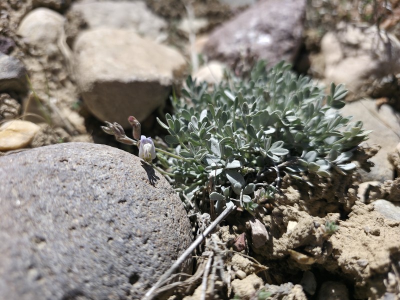 Astragalus calycosus var. calycosus photo 5