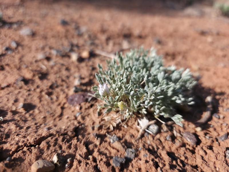 Astragalus calycosus var. calycosus photo 6