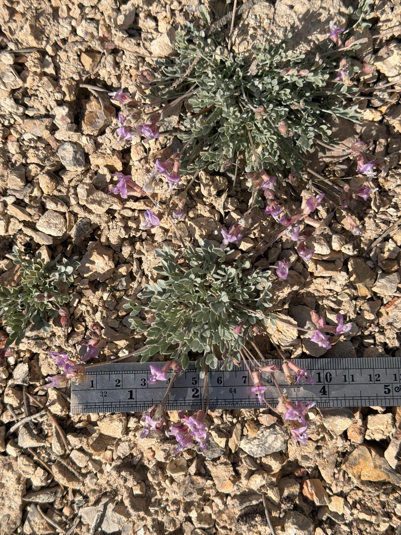 Astragalus calycosus var. calycosus photo 7