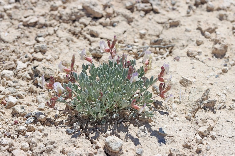Astragalus calycosus var. calycosus photo 8