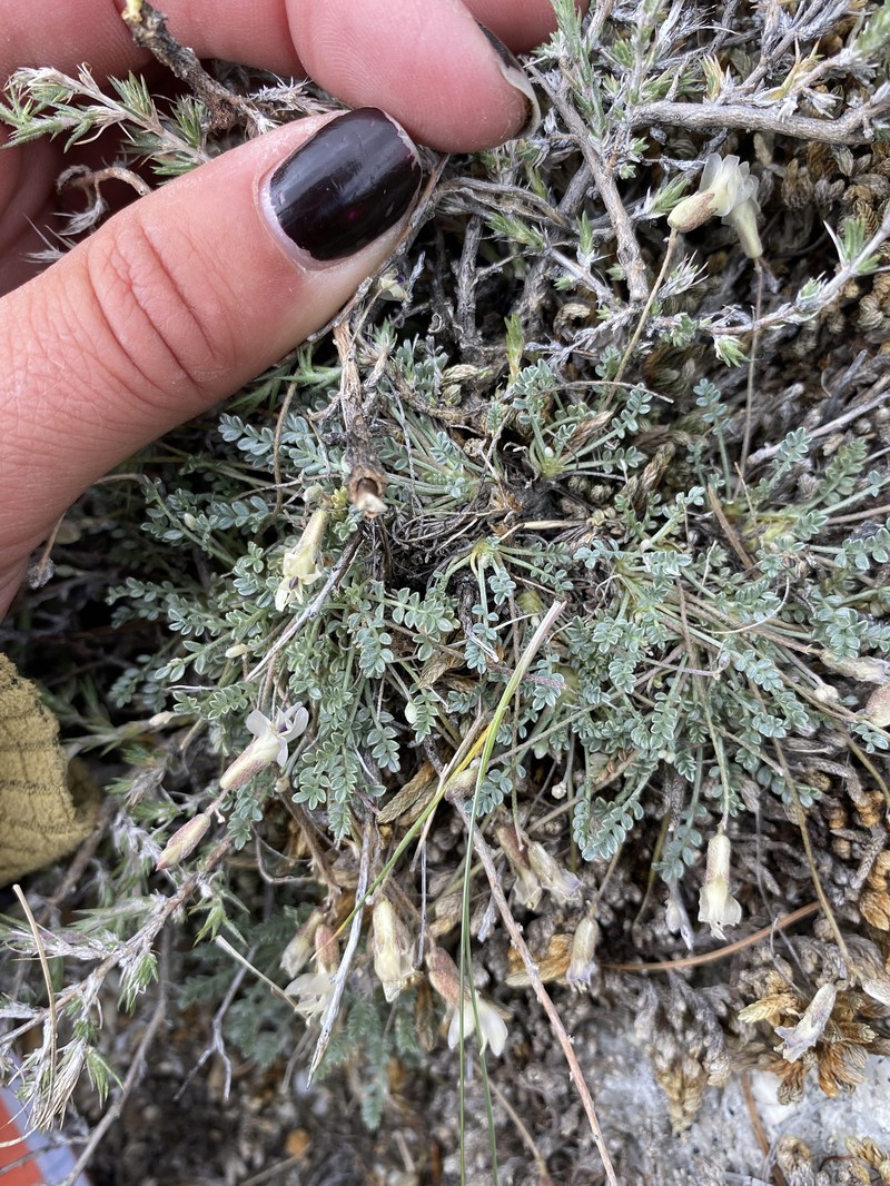 Astragalus calycosus var. mancus