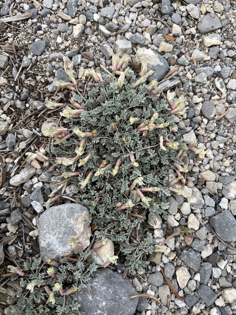 Astragalus calycosus var. mancus photo 2
