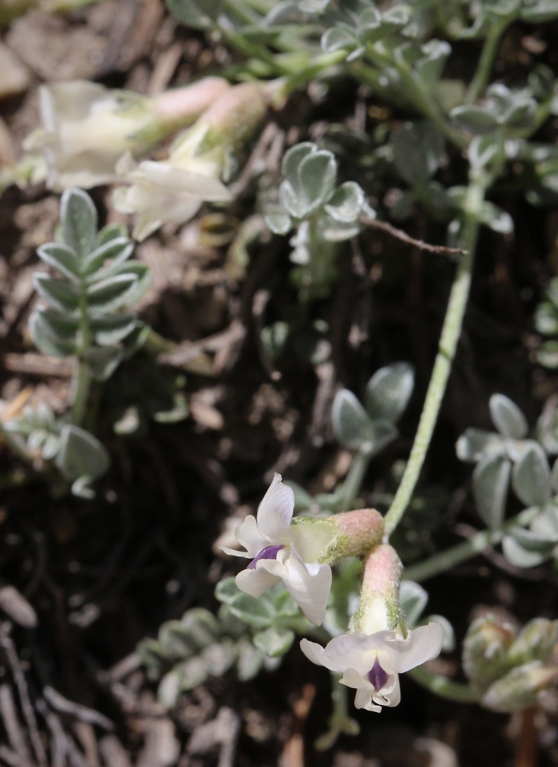 Astragalus calycosus var. mancus photo 3