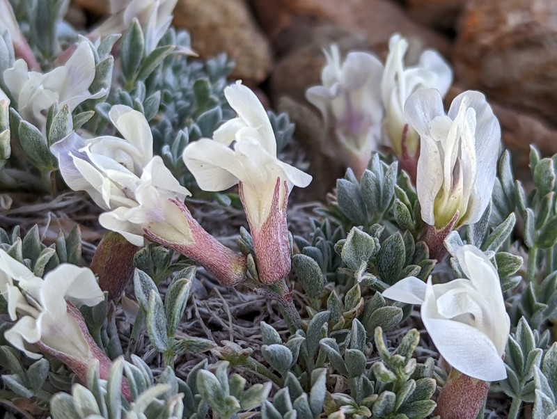 Astragalus calycosus var. mancus photo 4