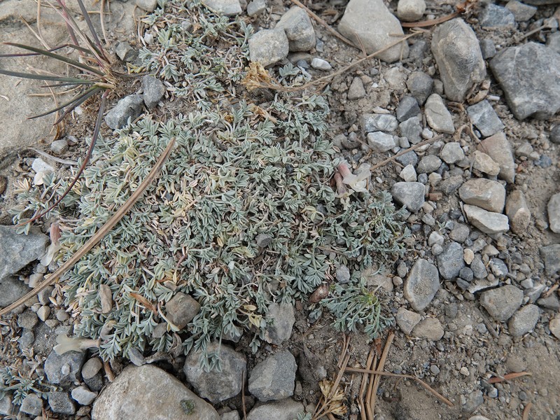 Astragalus calycosus var. mancus photo 5