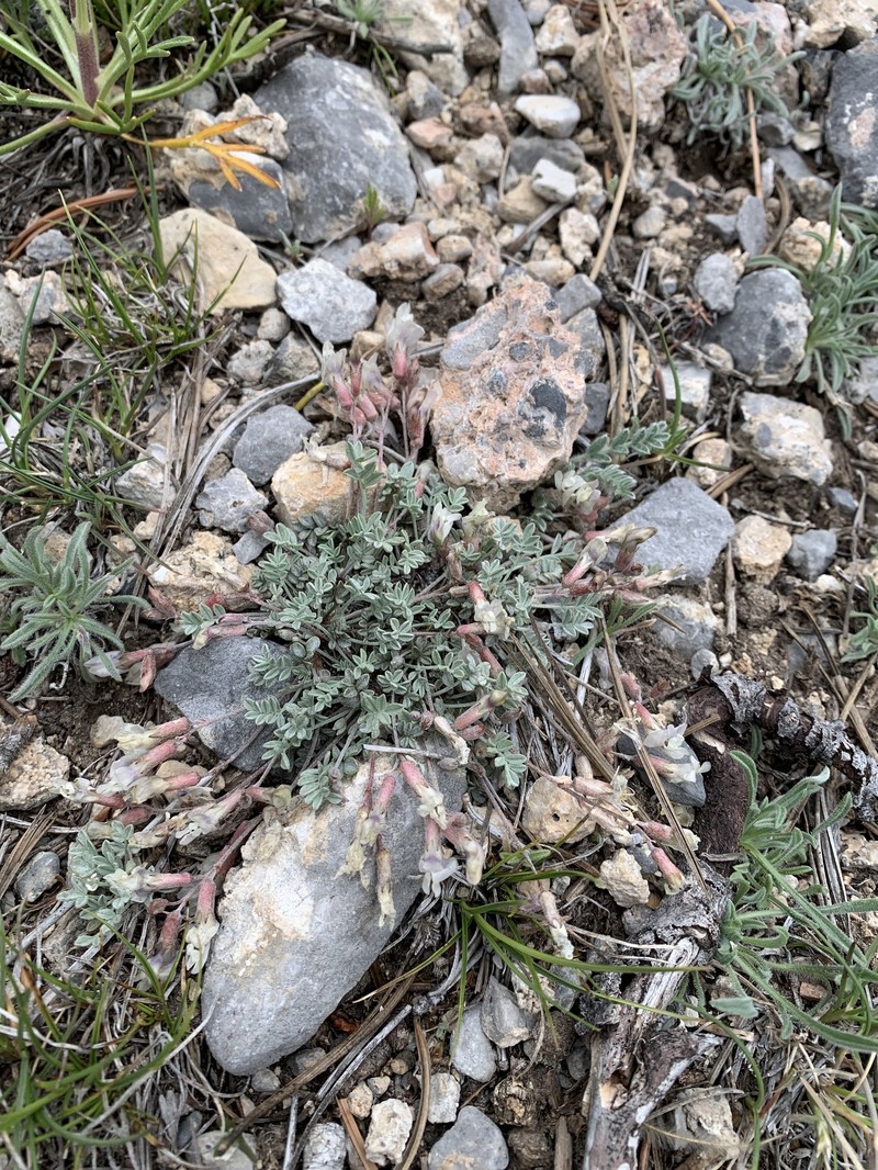 Astragalus calycosus var. mancus photo 6