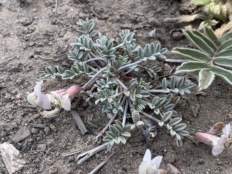 Astragalus calycosus var. mancus photo 7