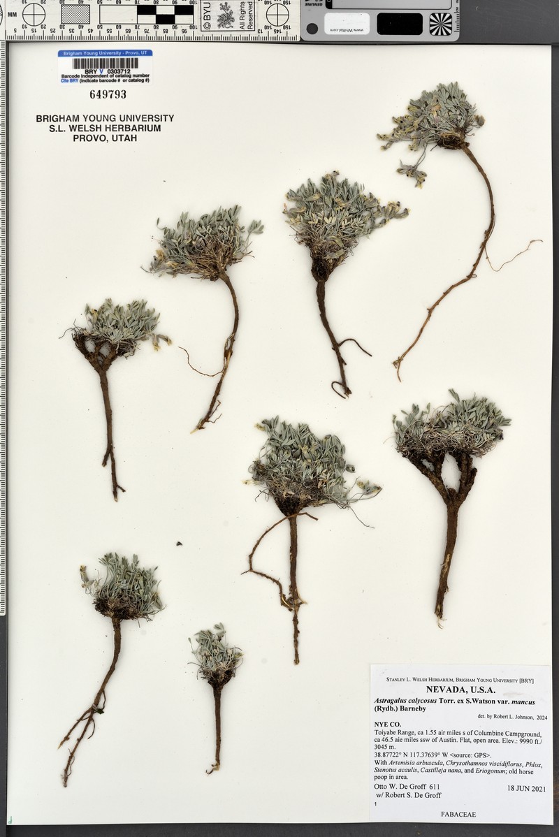 Astragalus calycosus var. mancus photo 8