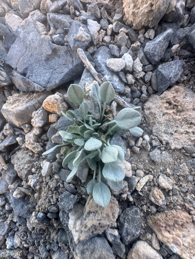 Astragalus calycosus var. monophyllidius