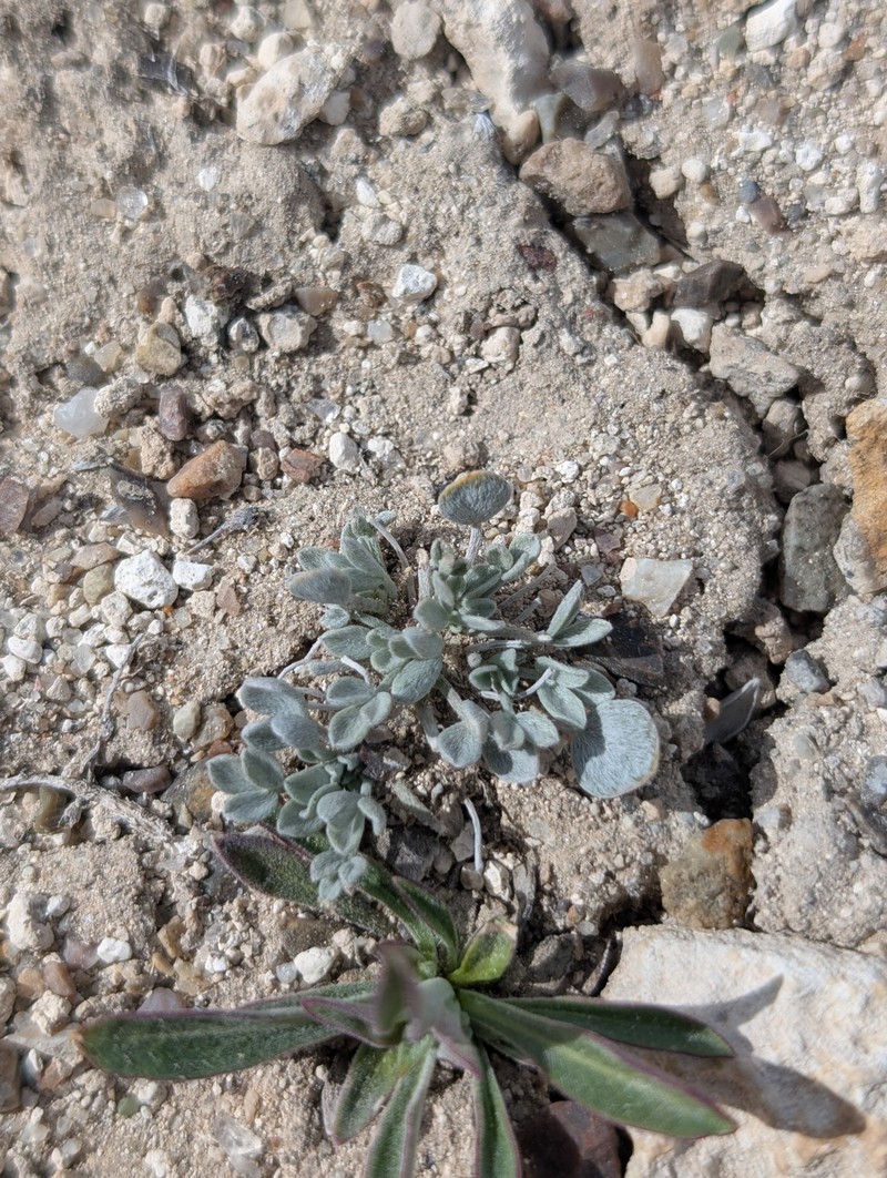 Astragalus calycosus var. monophyllidius photo 2