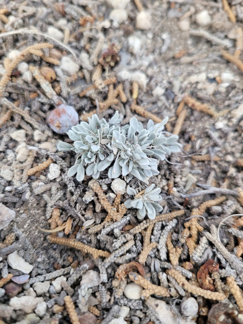Astragalus calycosus var. monophyllidius photo 3
