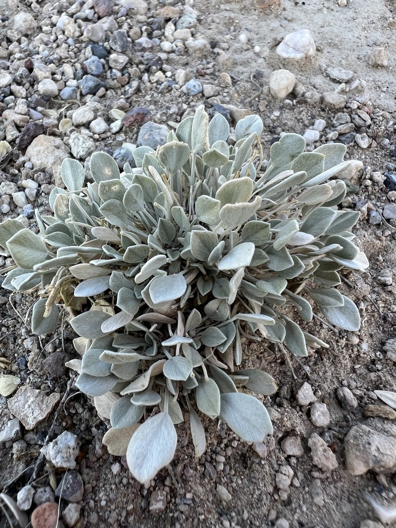 Astragalus calycosus var. monophyllidius photo 4