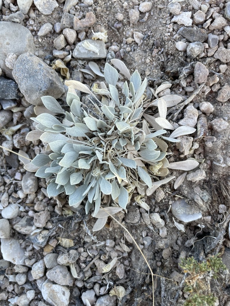 Astragalus calycosus var. monophyllidius photo 5