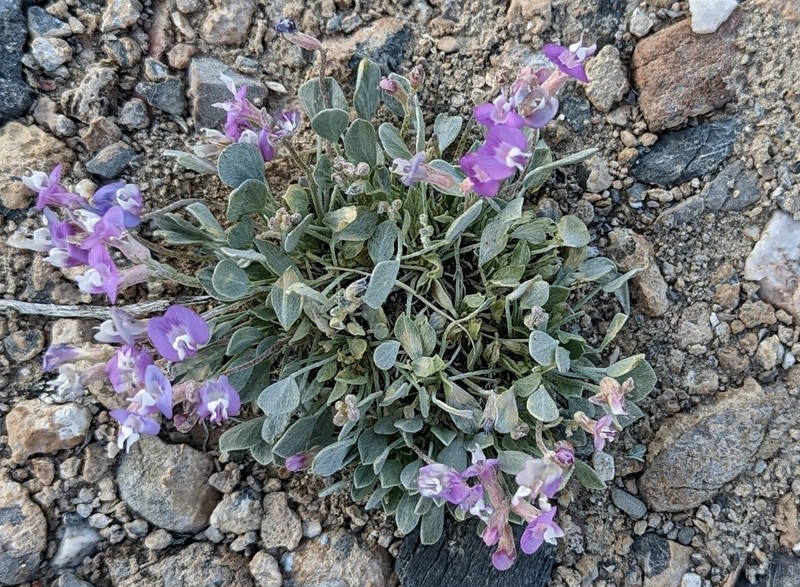 Astragalus calycosus var. monophyllidius photo 6