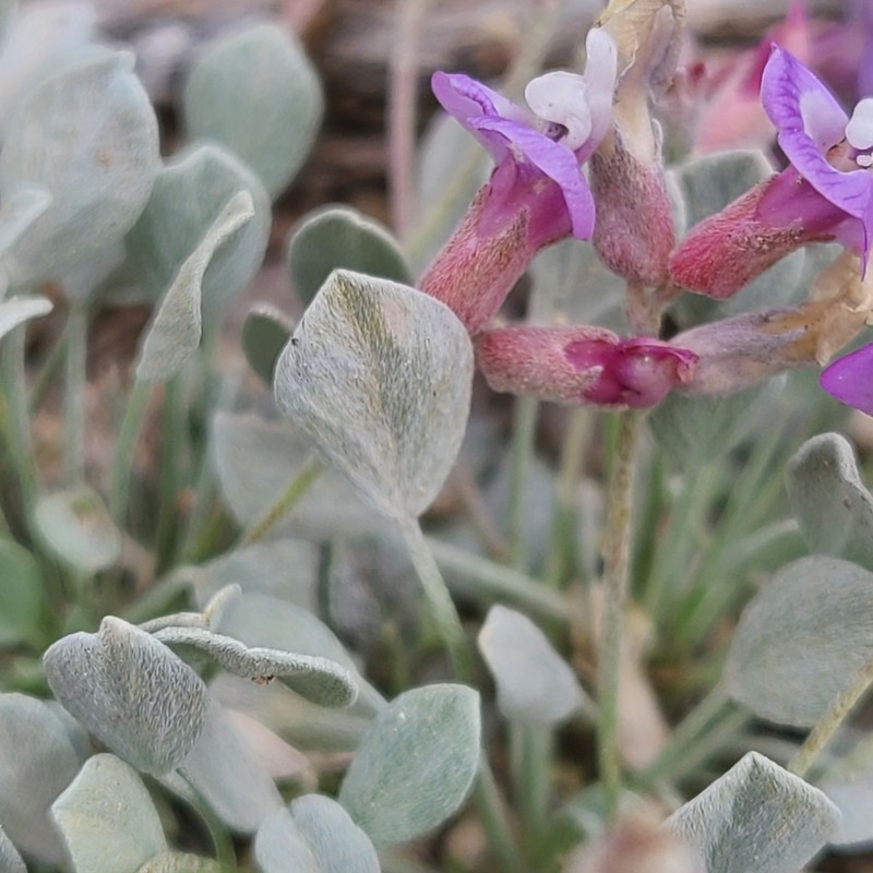 Astragalus calycosus var. monophyllidius photo 8