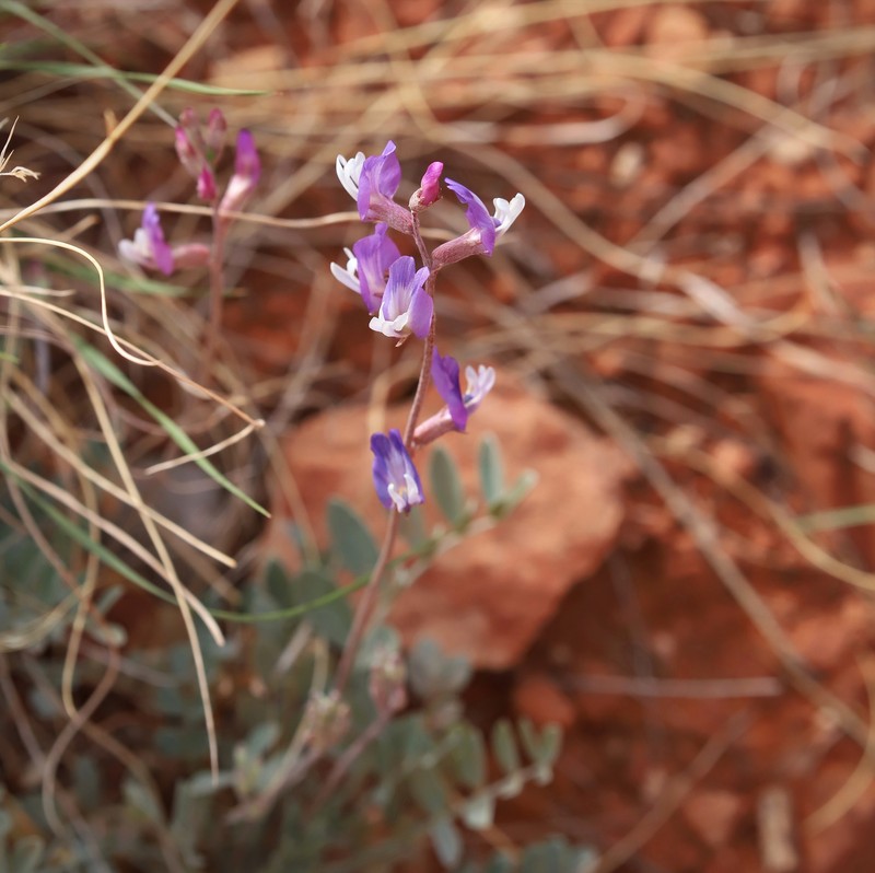 Astragalus calycosus var. scaposus