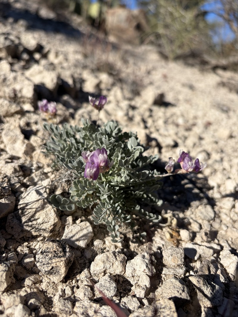 Astragalus calycosus var. scaposus photo 2