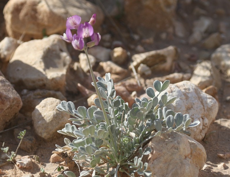Astragalus calycosus var. scaposus photo 3