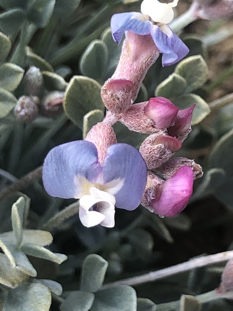 Astragalus calycosus var. scaposus photo 4