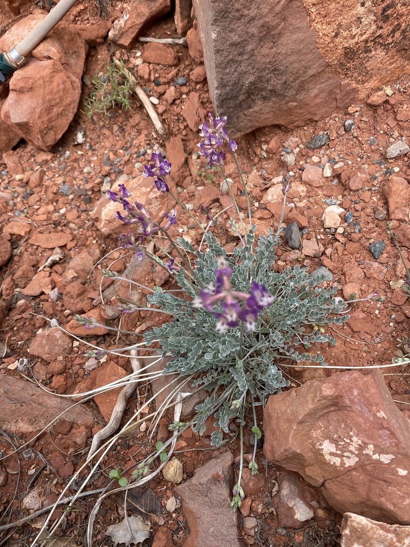 Astragalus calycosus var. scaposus photo 5