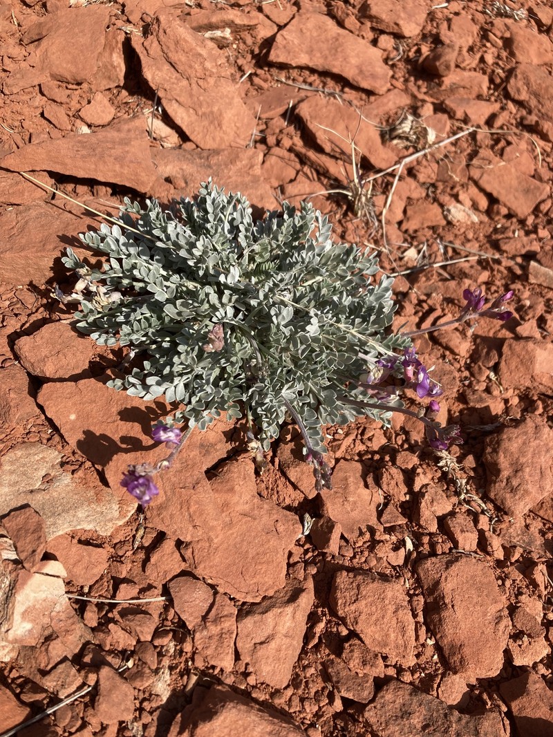 Astragalus calycosus var. scaposus photo 6