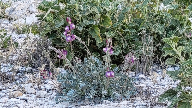 Astragalus calycosus var. scaposus photo 7