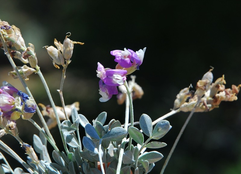 Astragalus calycosus var. scaposus photo 8