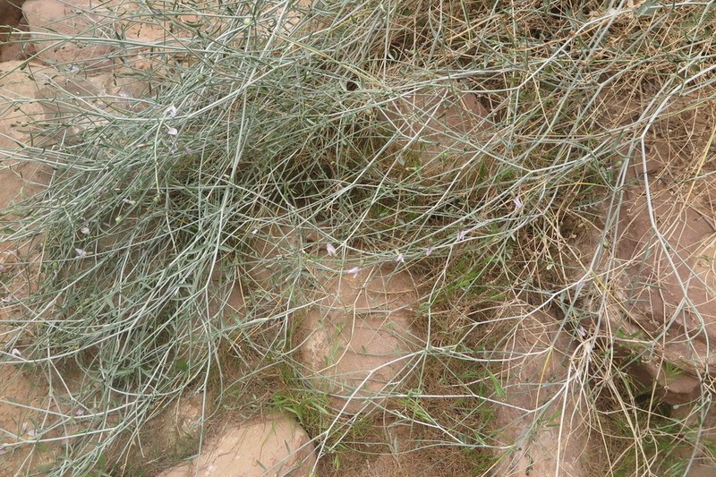 Astragalus camelorum photo 4