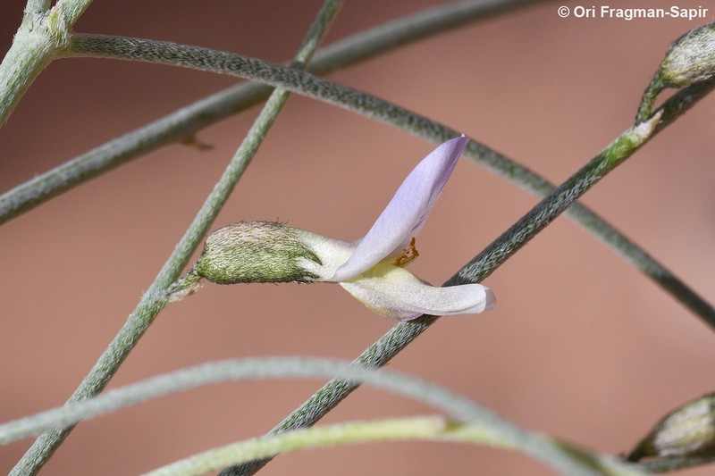 Astragalus camelorum