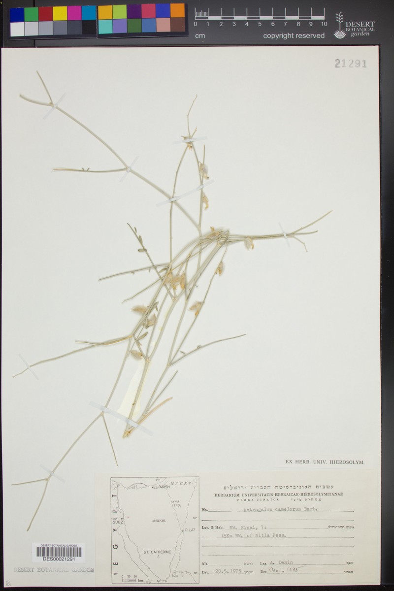 Astragalus camelorum photo 2
