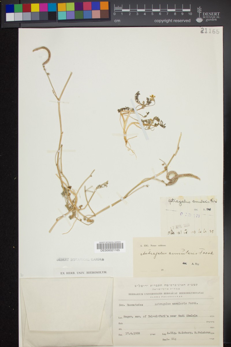 Astragalus camelorum photo 3