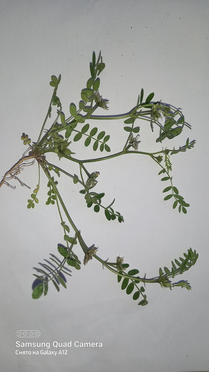 Astragalus camptoceras