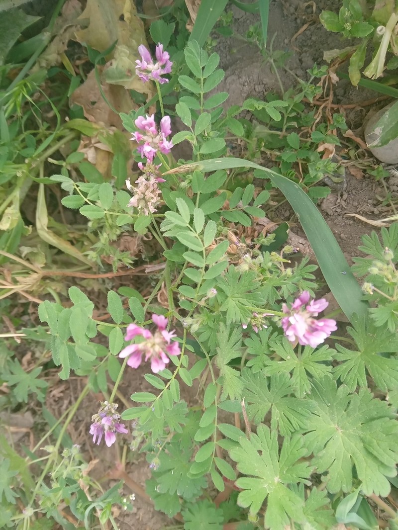 Astragalus camptoceras photo 2