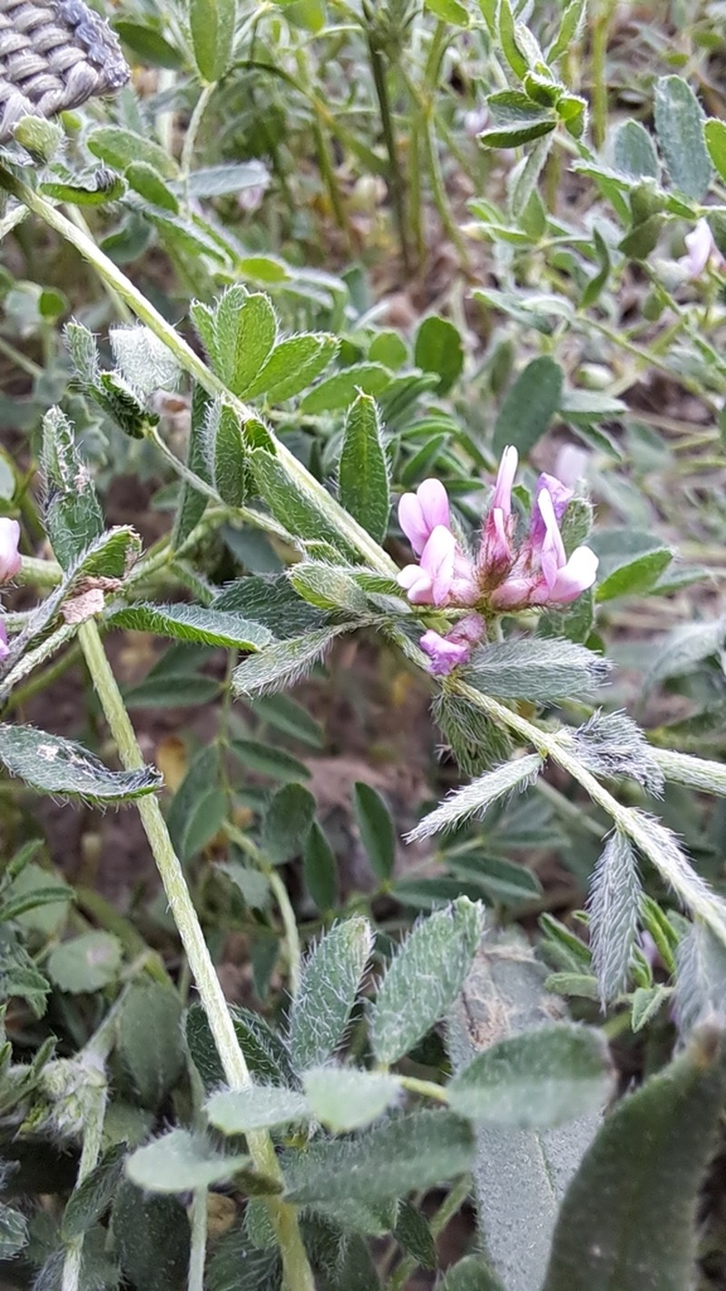 Astragalus camptoceras photo 3