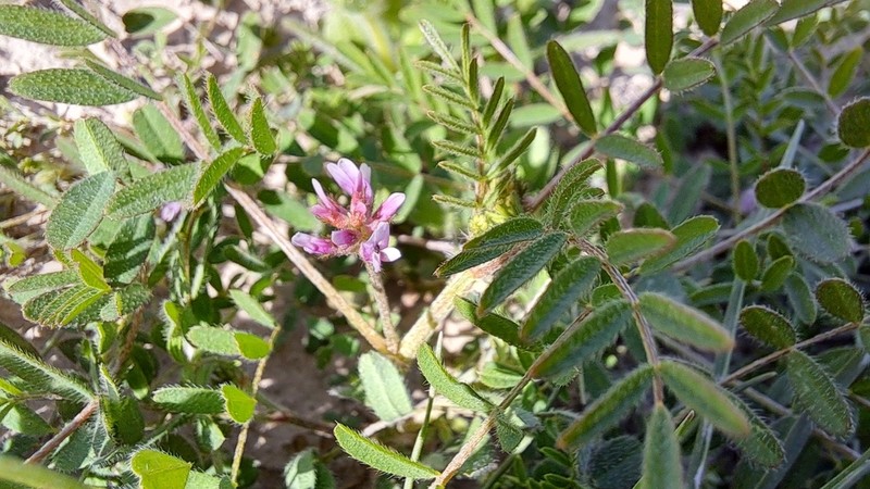 Astragalus camptoceras photo 4