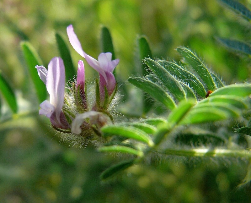 Astragalus camptoceras photo 5