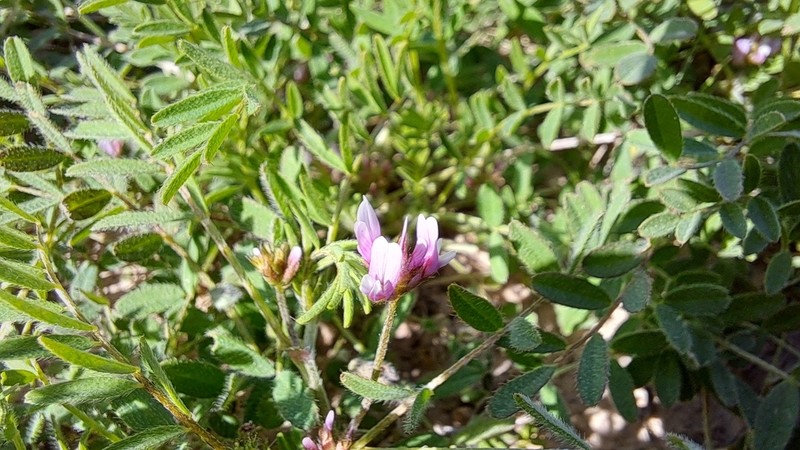 Astragalus camptoceras photo 6