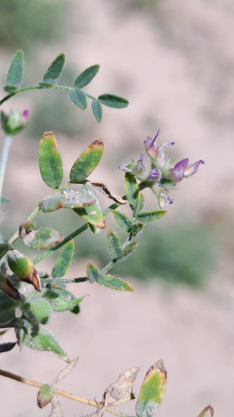 Astragalus camptoceras photo 7