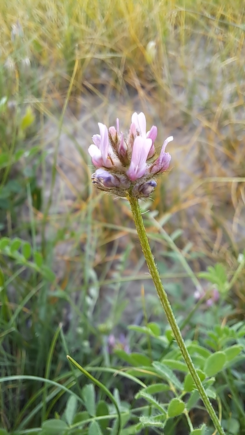 Astragalus camptoceras photo 8
