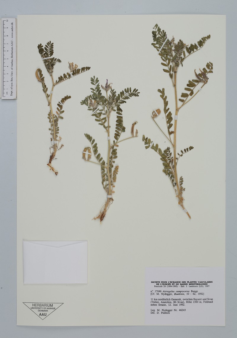 Astragalus camptoceras photo 2