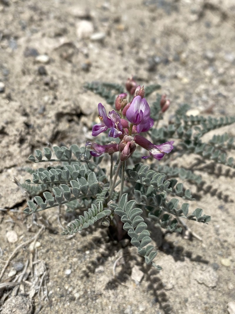 Bruneau Milkvetch photo 2