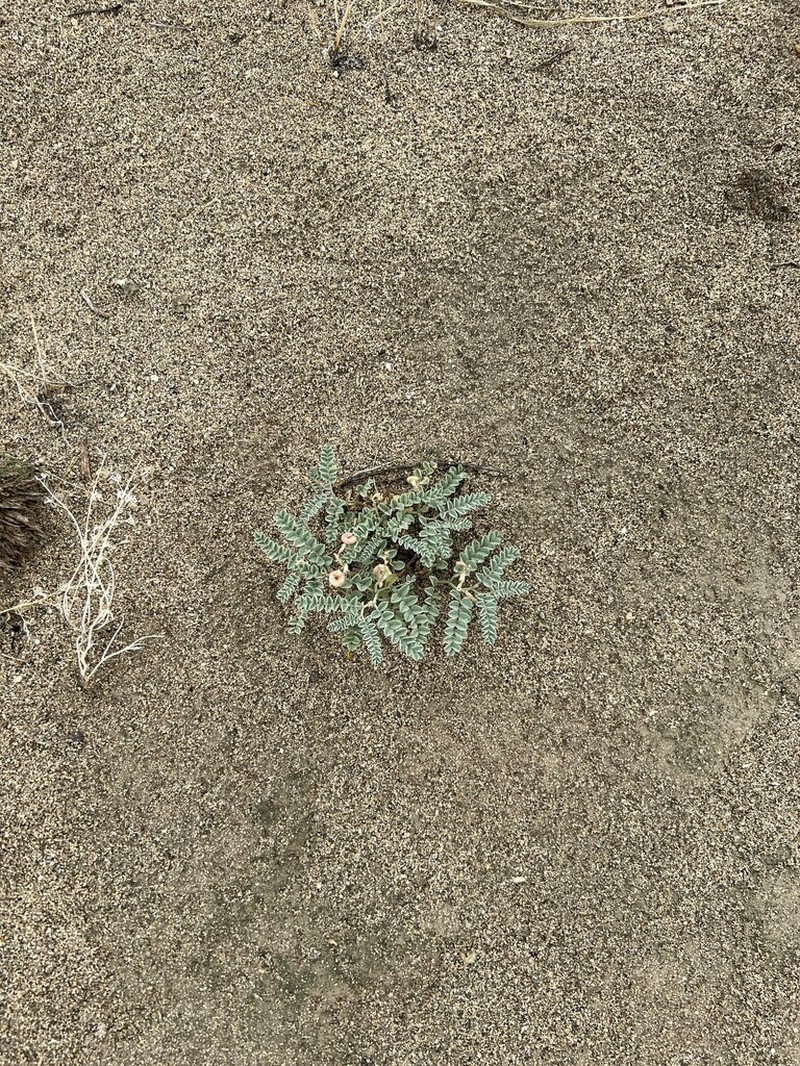Bruneau Milkvetch photo 3