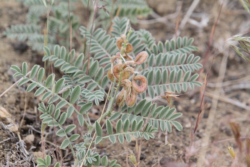 Bruneau Milkvetch photo 4
