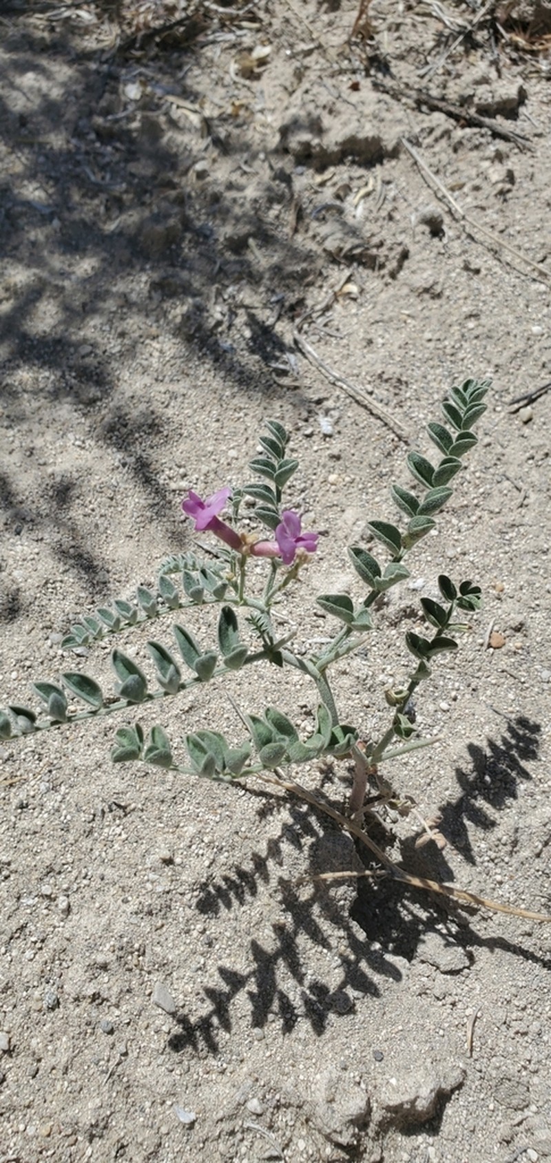 Bruneau Milkvetch photo 5