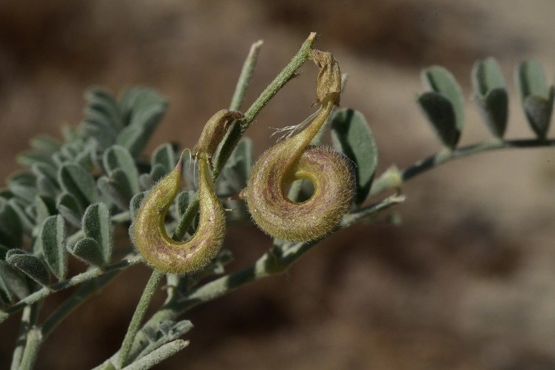 Bruneau Milkvetch photo 6