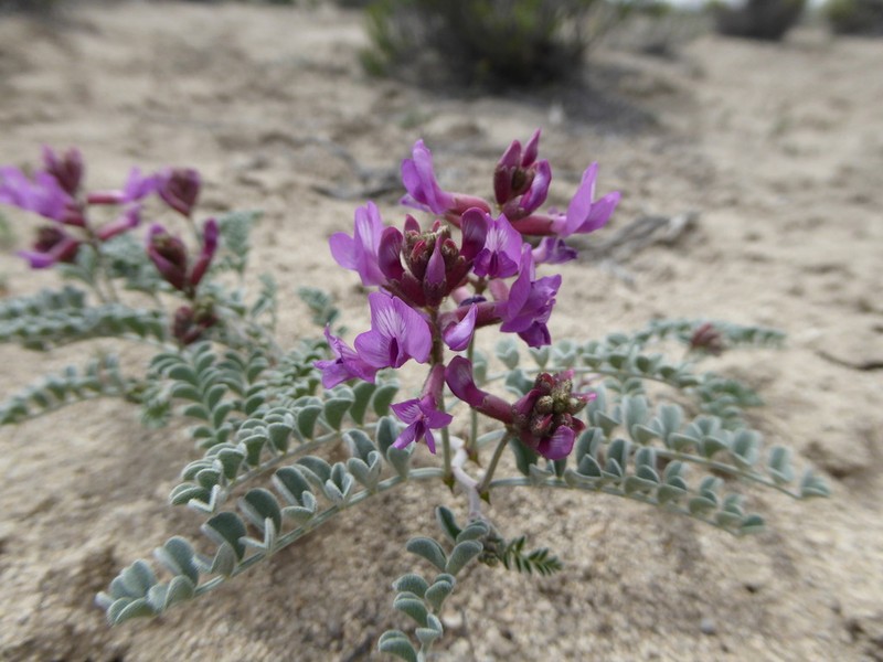 Bruneau Milkvetch photo 7