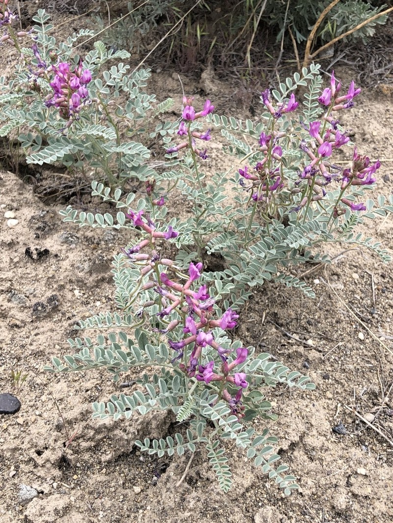 Bruneau Milkvetch photo 8