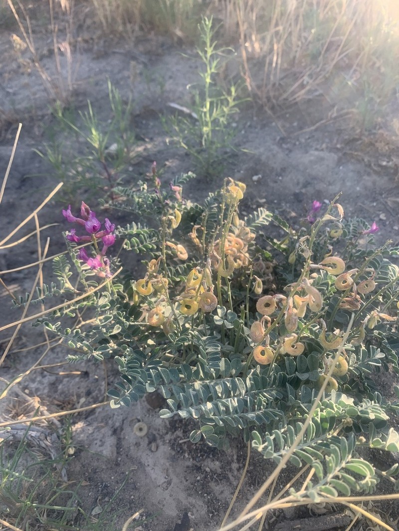 Bruneau Milkvetch